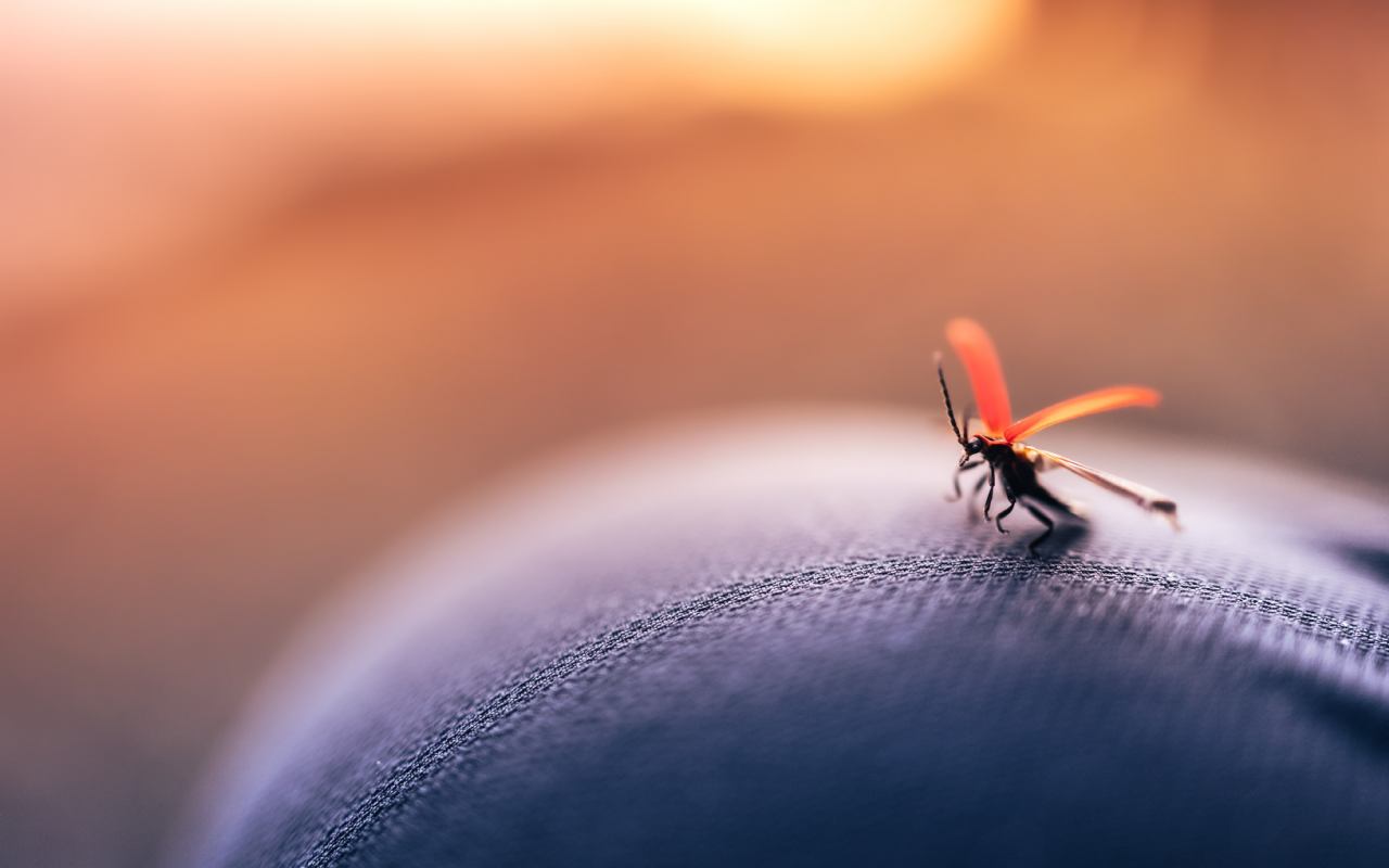 Kako na prirodan način odbiti komarce?
